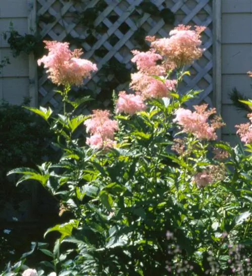 королева прерий