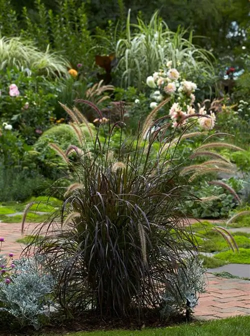 Мискантус х гигантский