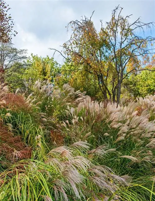 Мискантус 'Gracillimus'