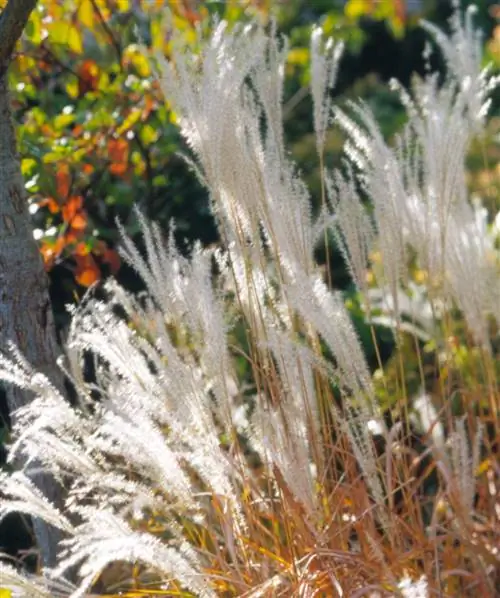 Фиолетовый мискантус