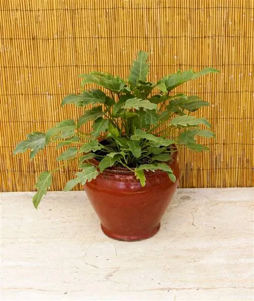 филодендрон ‘xandu’