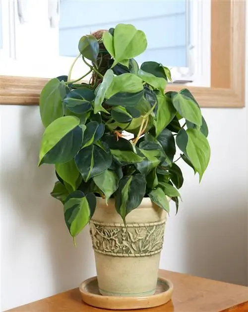 бразильский филодендрон