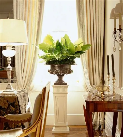 слоновье ухо филодендрон