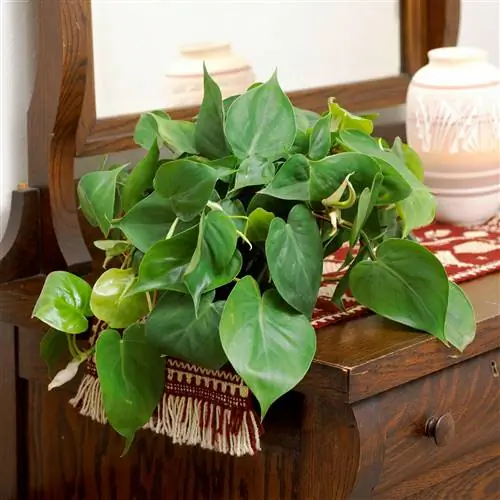 Филодендрон сердцелистный