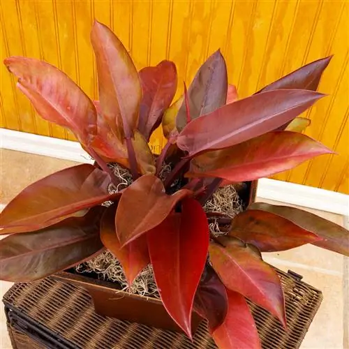 краснолистный филодендрон