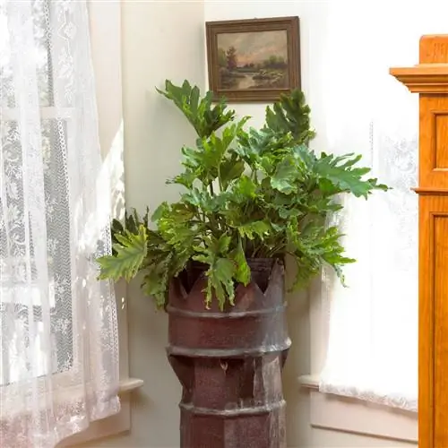 Филодендрон расщепленный