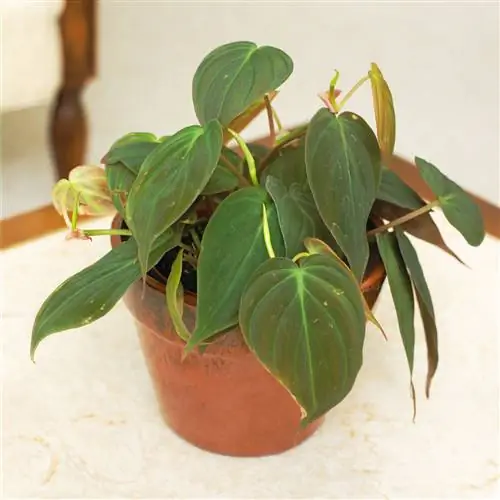 бархатнолистный филодендрон