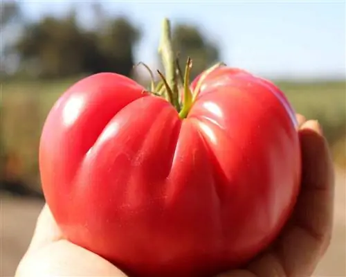 Победитель Всеамериканского отбора розовых вкусных помидоров 2022 г.