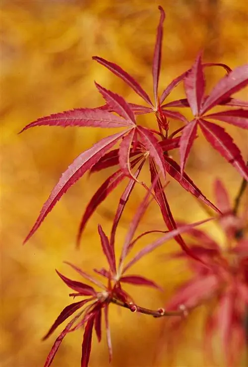 вилла таранто японский клен acer palmatum листьев