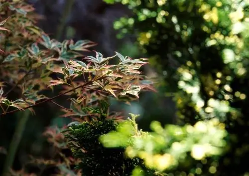 бени щичихенге японский клен acer palmatum