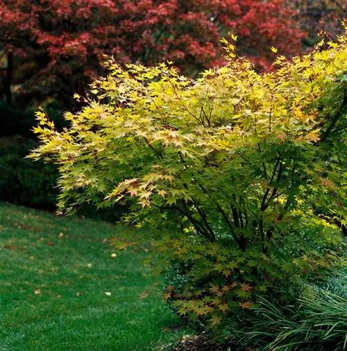 бени кава японский клен acer palmatum дерево