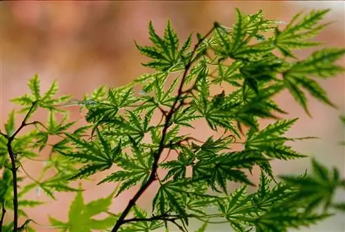листья японского клена хигасаяма acer palmatum