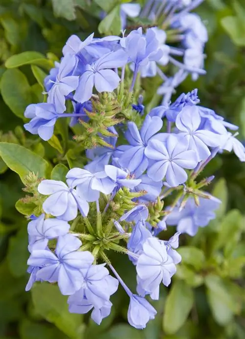 голубые цветущие цветы Plumbago