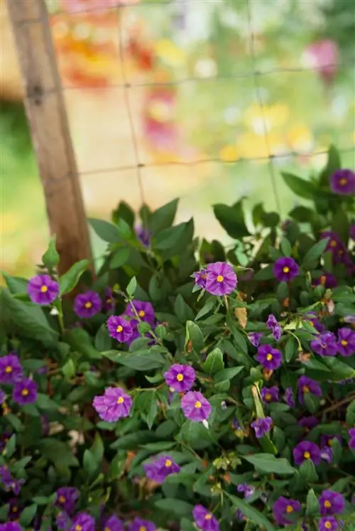 Королевская мантия паслена Solanum rantonnetii