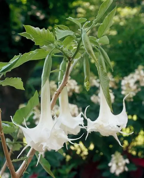 Двойная труба Белого Ангела