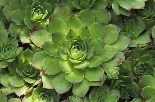 Куры и цыплята (sempervivum) сочные