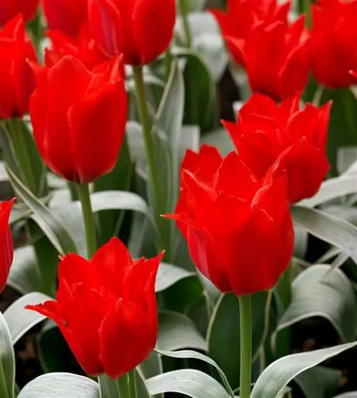 Tulipa greigii 'Rob Verlinden'