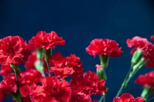 красные гвоздики