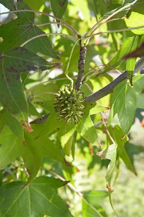 Стручок с шипами с зелеными и коричневыми кончиками на ветке