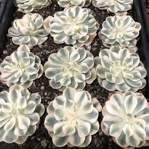 ряды карусельных суккулентов echeveria compton в почве