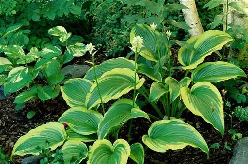 Aureomarginata Hosta с зелеными листьями и желтыми краями