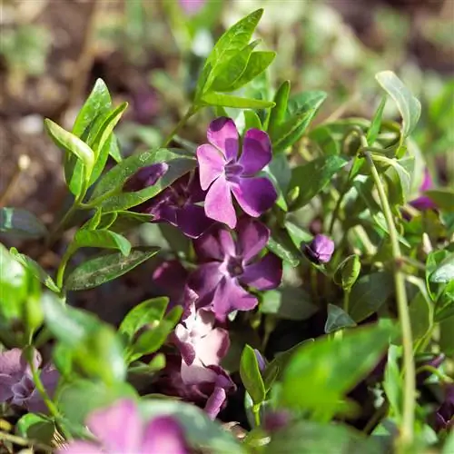 фиолетовый vinca minor 'atropurpurea'