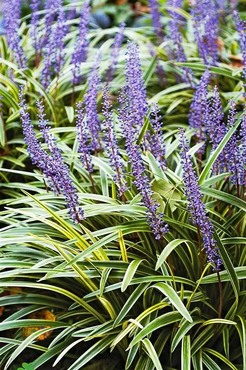 lilyturf liriope spicata травянистое цветущее почвопокровное растение