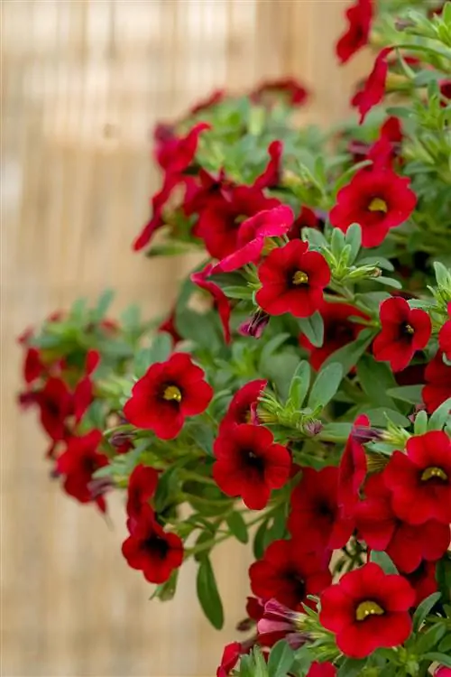 Калибрахоа 'MiniFamous Compact Dark Red'