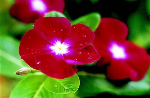 Катарантус барвинковый 'Jaio Dark Red'