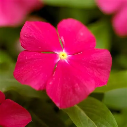 Катарантус 'Mediterranean Deep Rose' барвинок