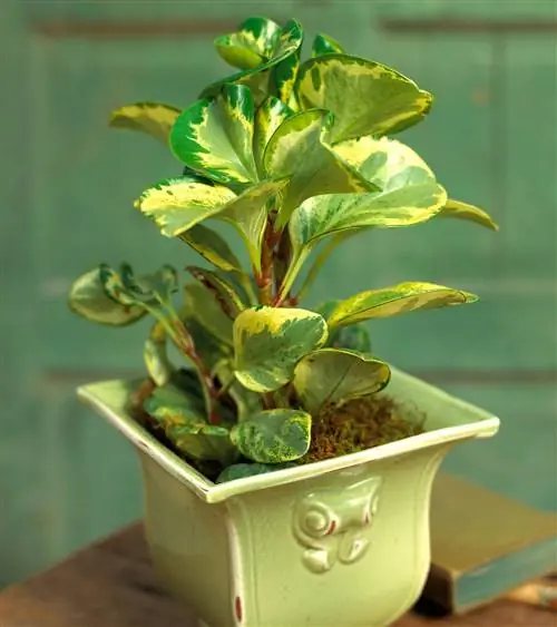 Пестрое детское каучуковое растение obtusifolia 'variegata' в зеленом горшке