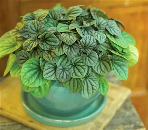 silverleaf peperomia griseoargentea с металлическими серебристыми листьями