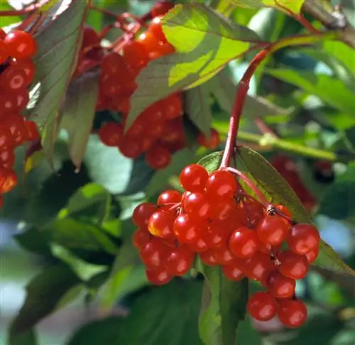 Куст клюквы американской Viburnum trilobum