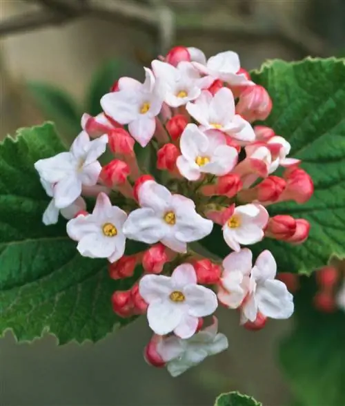 Корейская приправа Viburnum carlesii Aurora