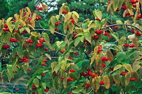 Чай 'Aurantiacum' Калина