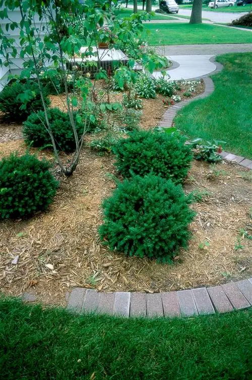 изогнутый бордюр с тисом, Hosta, Impatiens, Hydrangea quercifolia