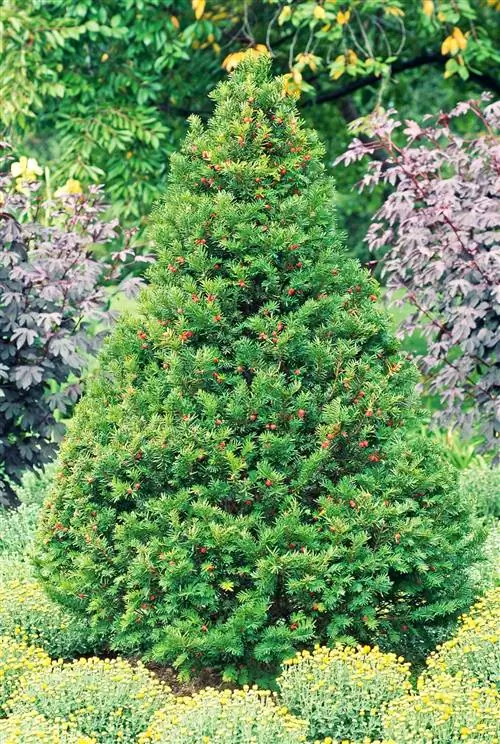 taxus cuspidata 'capitata', тис японский