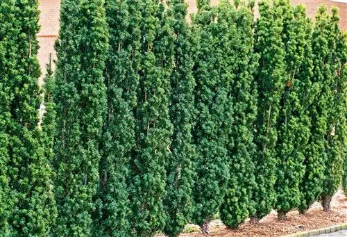 Taxus baccata 'fastigiata'