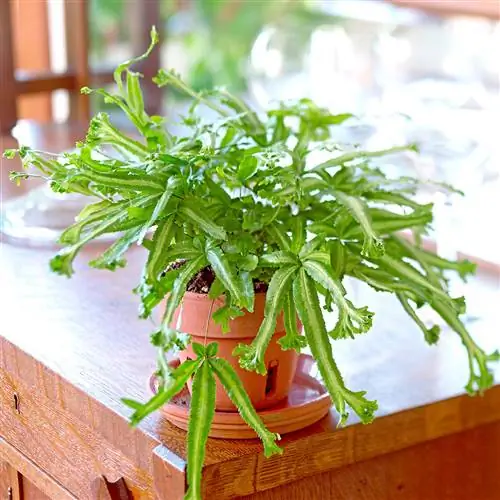 Серебряный тормозной папоротник на краю деревянного стола