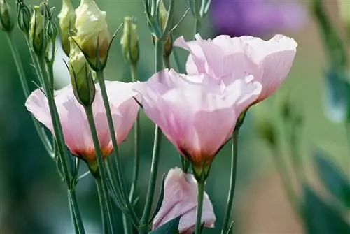 Лизиантус Eustoma 'Lisa Pink'