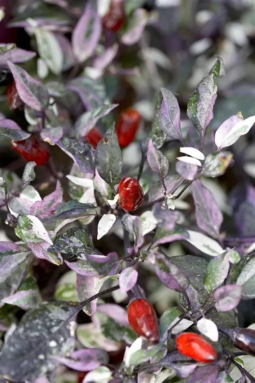 Перец Capsicum 'Calico'