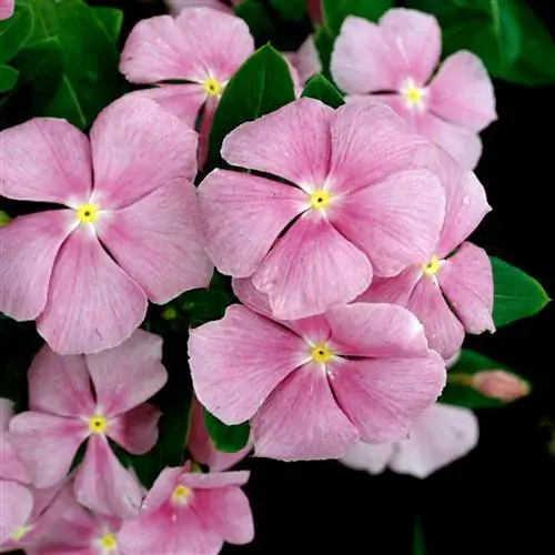 Катарантус 'Pretty in Pink' винка