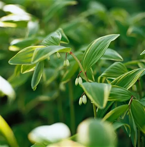 Пестрая душистая печать Соломона