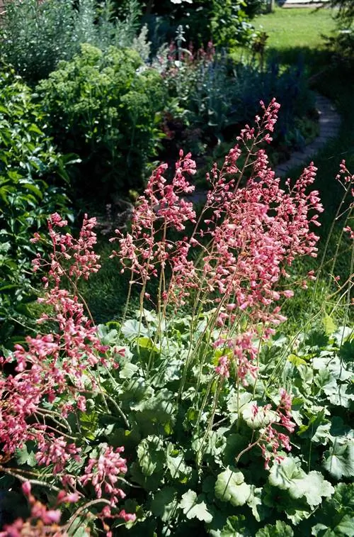 розовые коралловые колокольчики в саду