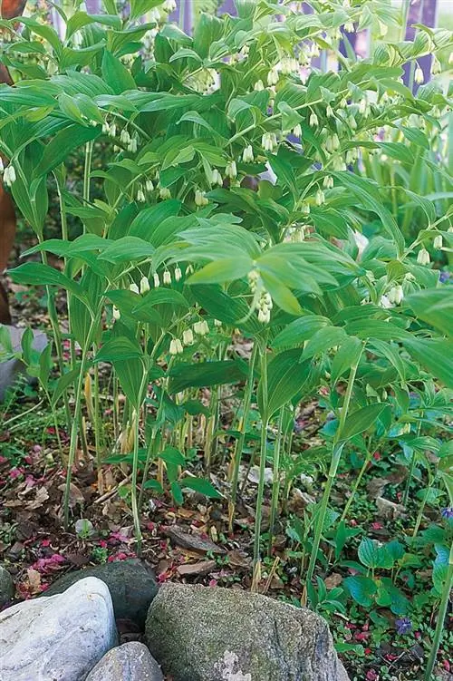 Как посадить и вырастить печать Соломона