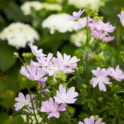 Мальва мошата