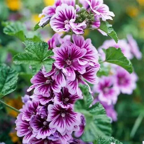 Зебрина Три Мальвы