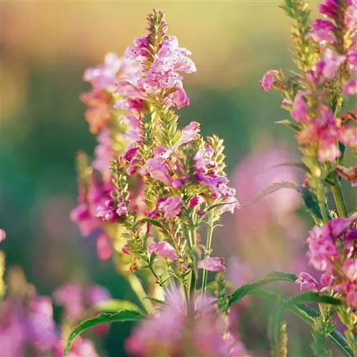 розовое послушное растение