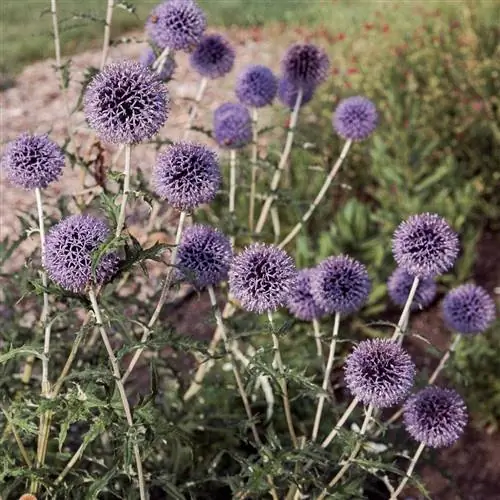 Чертополох