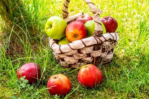 Да, фруктовые салатные деревья существуют, и вот как их вырастить